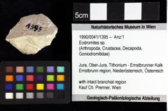 Foto (Objket + Etiketten) von Eodromites sp. 